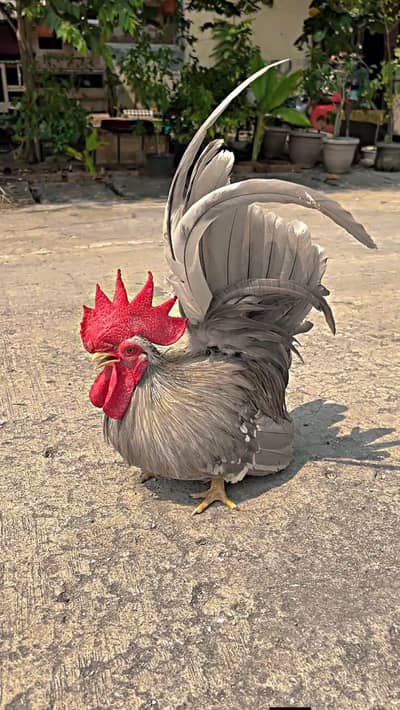 Japanese Quality Breeder and Chicks available