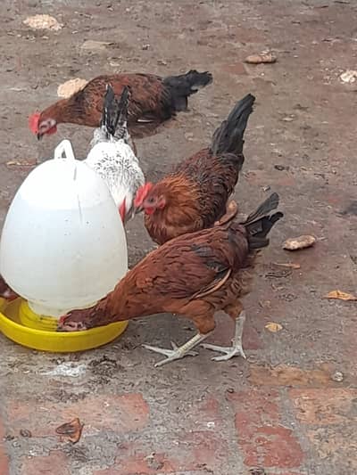 hen anda dati ha 5 piece available