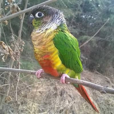 Hand tame Green-cheeked Conure