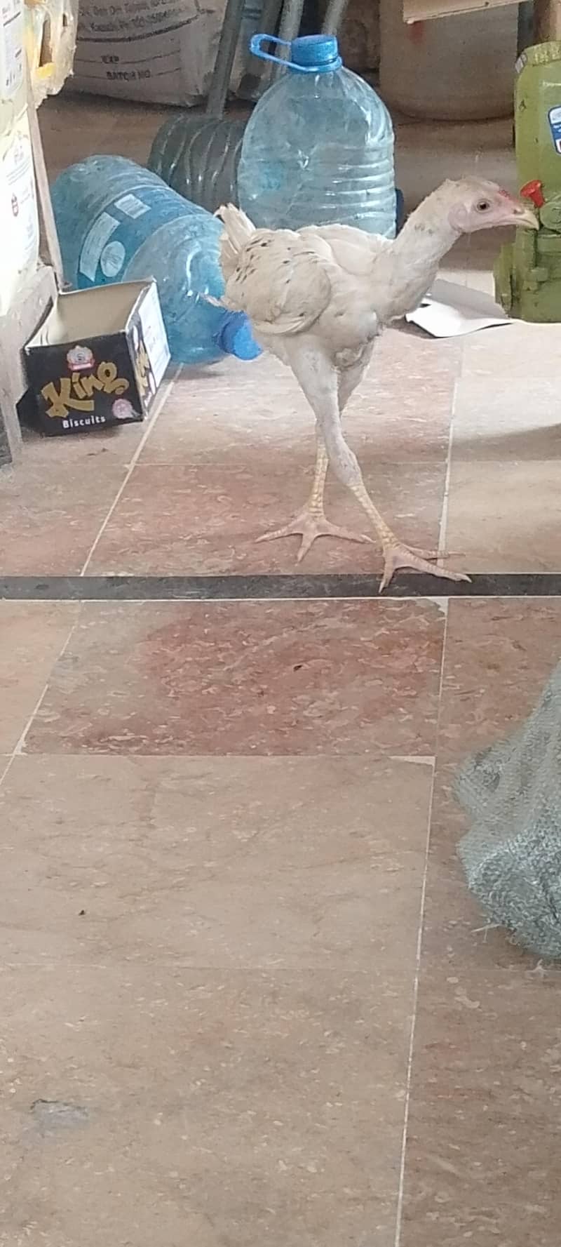 aseel patha for sell 2
