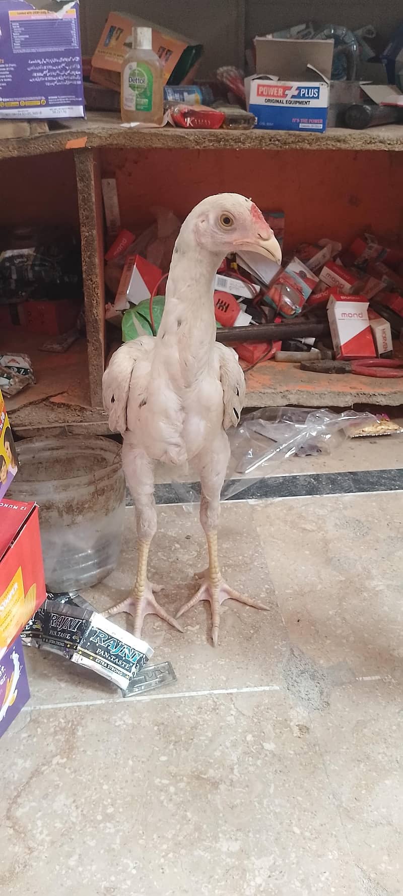 aseel patha for sell 4