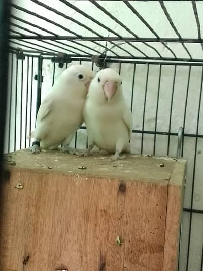 Breeder Lovebird Pair for Sale