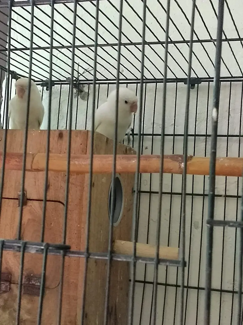 Breeder Lovebird Pair for Sale _Bird Cage for Sale — photo 4
