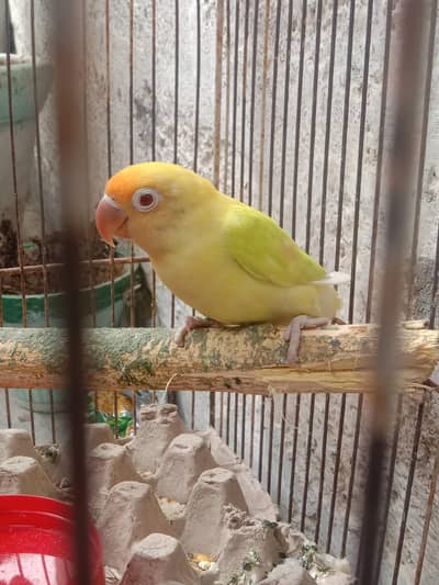 Green Red-Eye Lovebird Chick / Active Bird