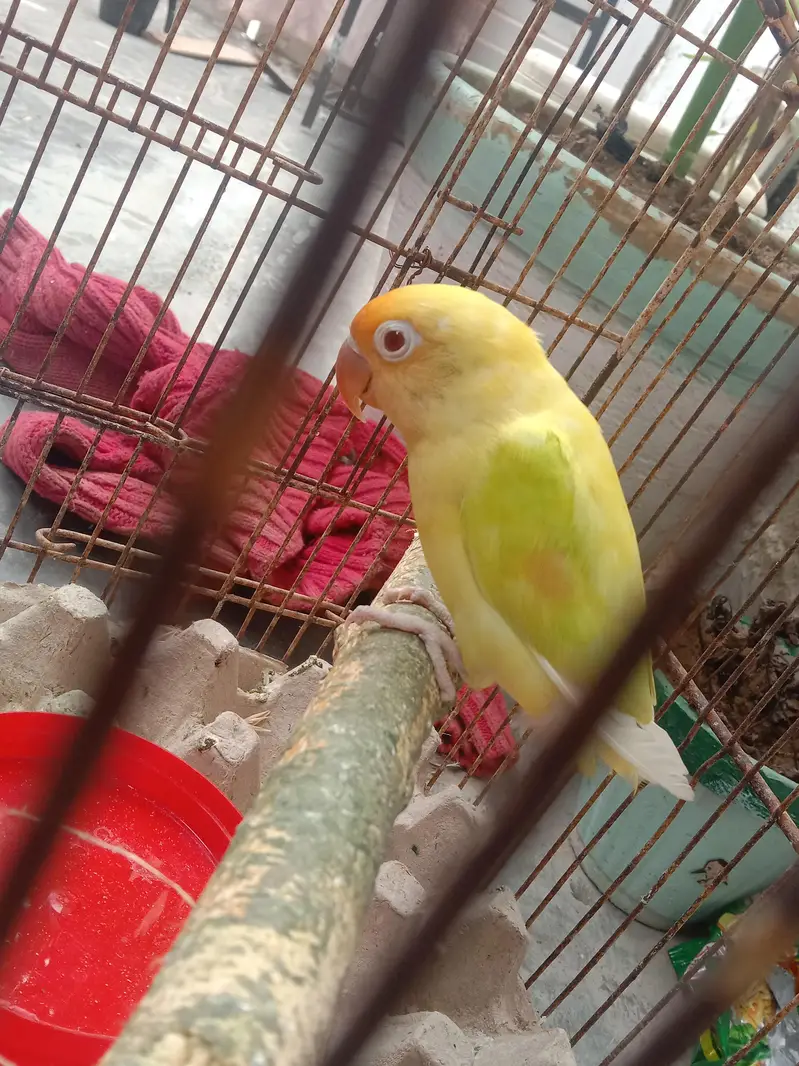 Green Red-Eye Lovebird Chick / Active Bird — photo 2