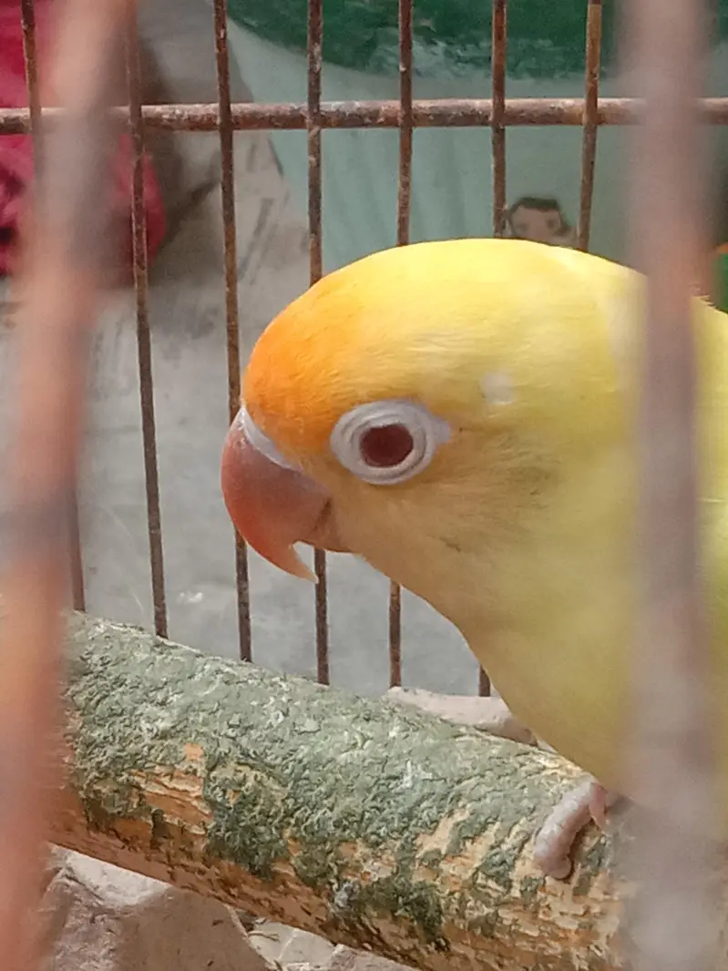 Green Red-Eye Lovebird Chick / Active Bird — photo 3