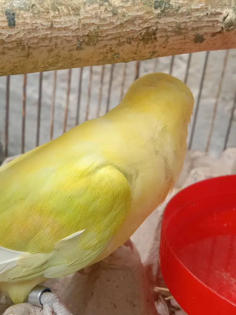 Green Red-Eye Lovebird Chick / Active Bird — photo 4