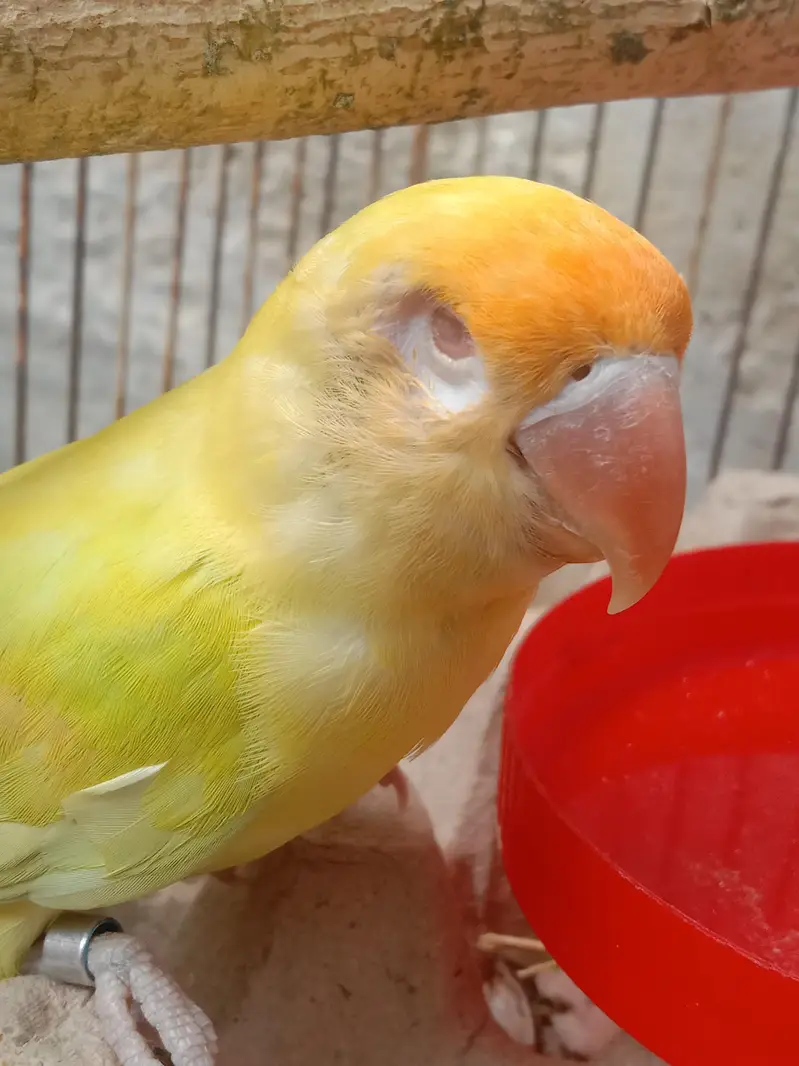 Green Red-Eye Lovebird Chick / Active Bird — photo 5