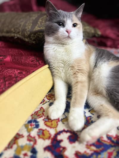 Persian Breed Mama Cat Fully vaccinated and Playful Cat