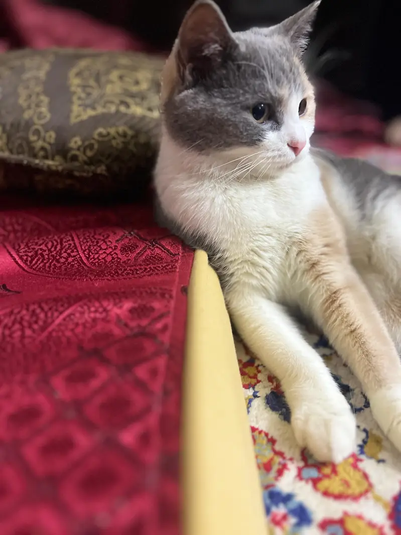 Persian Breed Mama Cat Fully vaccinated and Playful Cat — photo 2