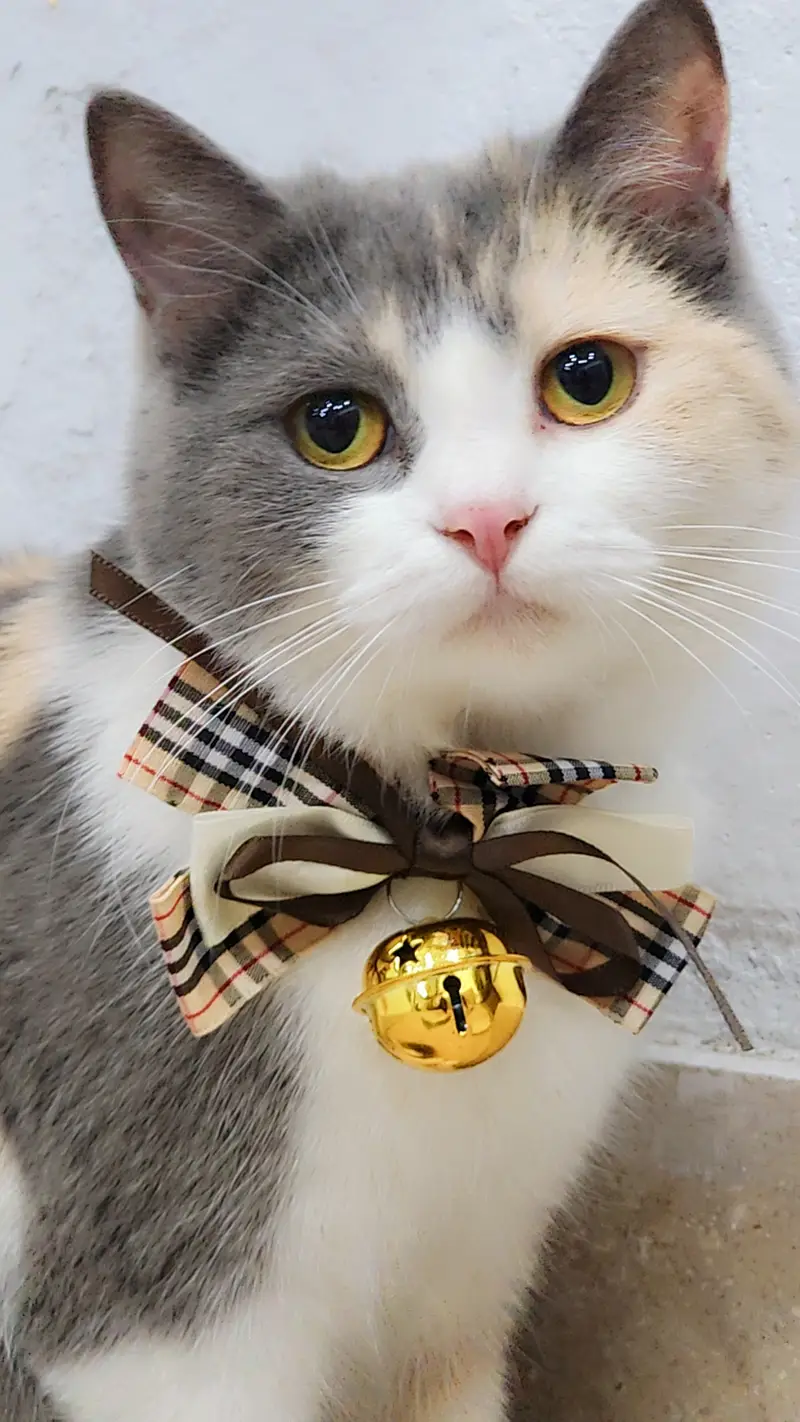 Persian Breed Mama Cat Fully vaccinated and Playful Cat — photo 3