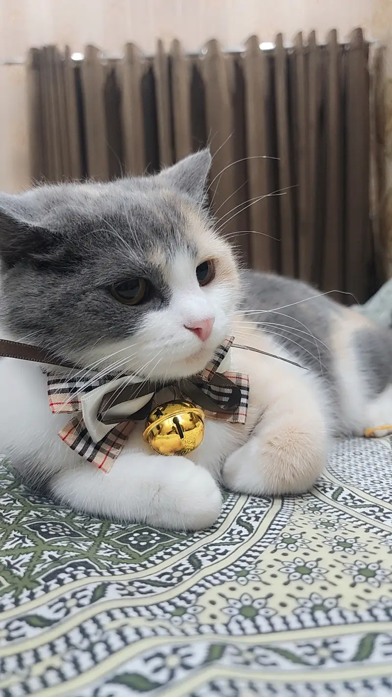 Persian Breed Mama Cat Fully vaccinated and Playful Cat — photo 4