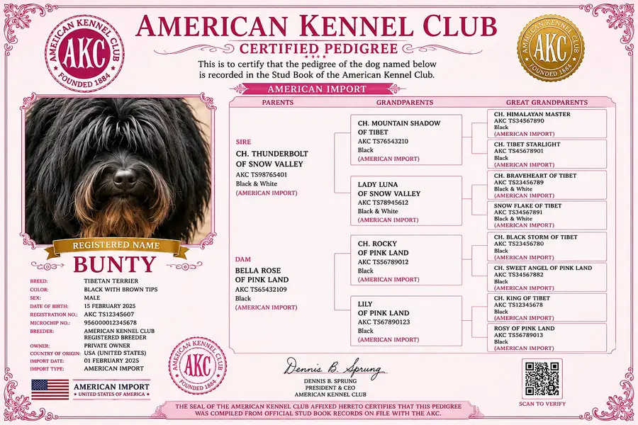American poodle | poodle male dog for sale — photo 2