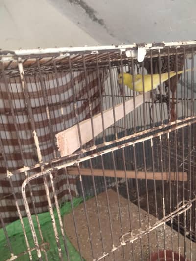 urgent sale Australian Parrot with very good quality