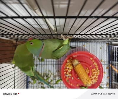 green parrot male female