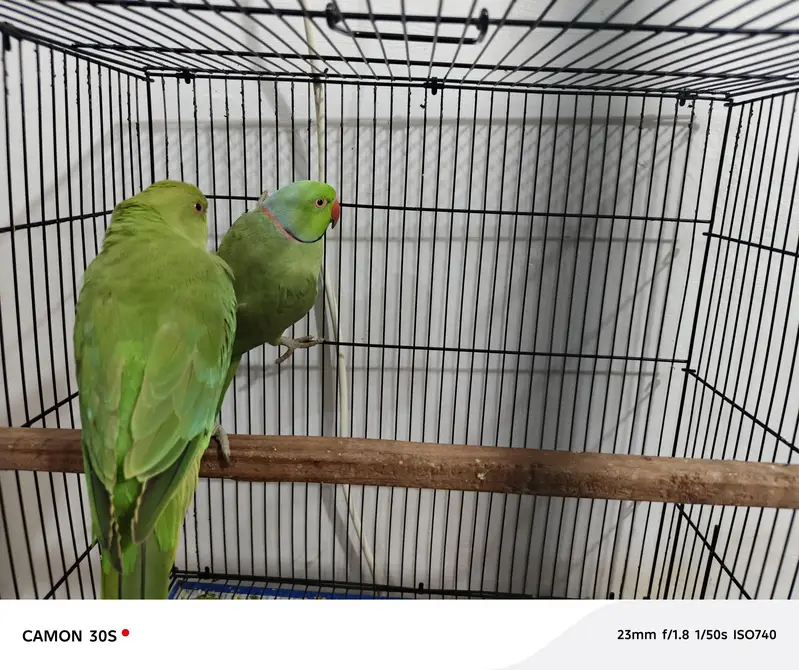 green parrot male female — photo 2