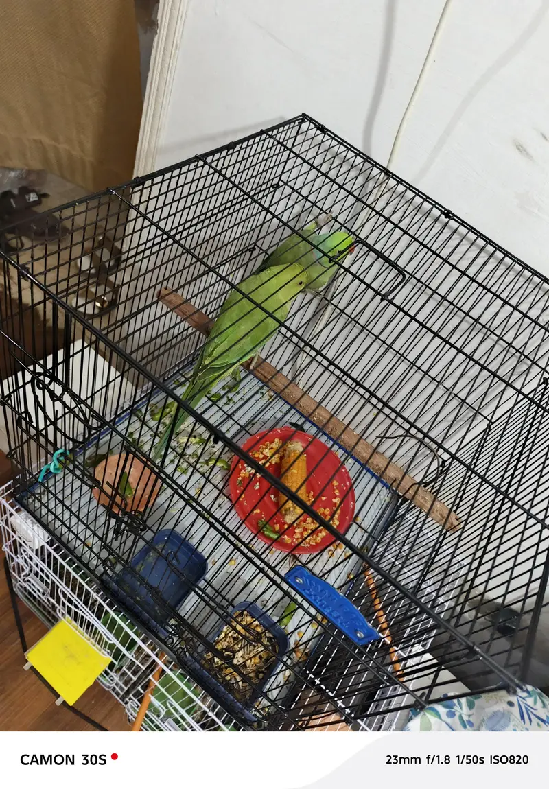 green parrot male female — photo 3