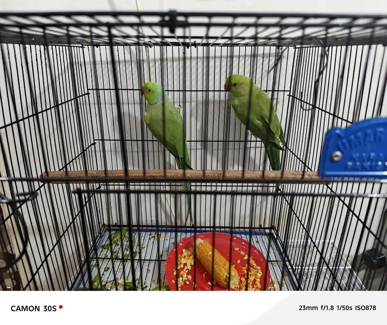 green parrot male female — photo 4