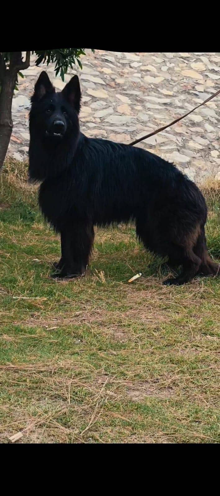 German shepherd 0