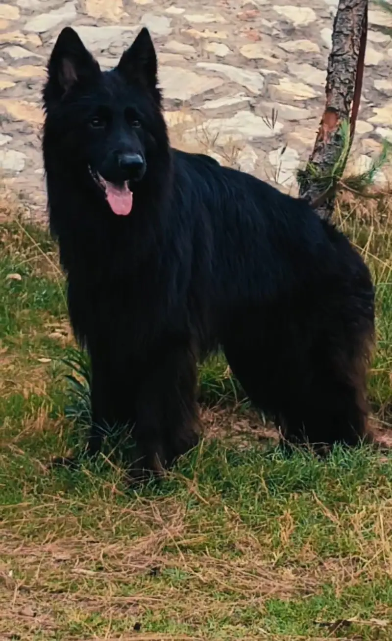German shepherd — photo 2