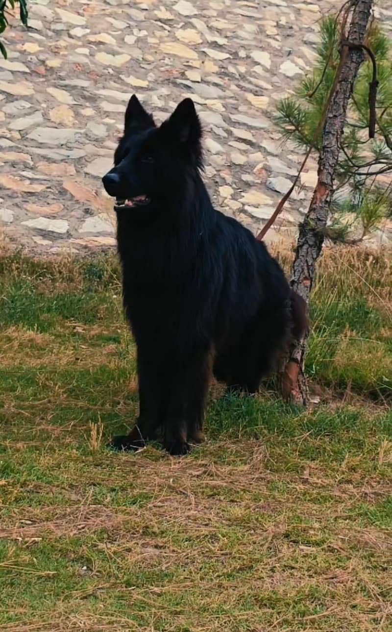 German shepherd 2