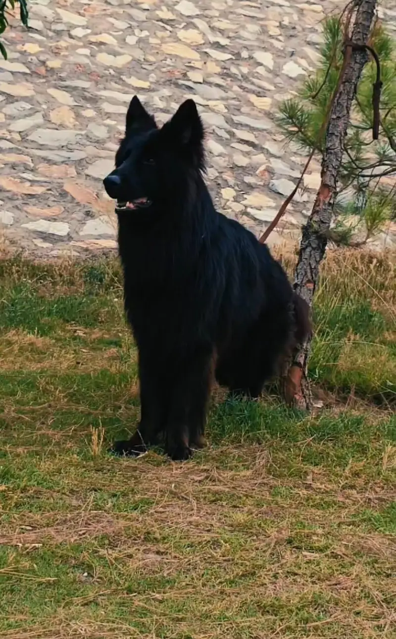 German shepherd — photo 3