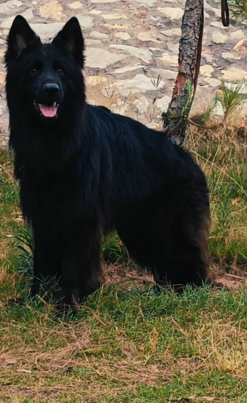 German shepherd 3