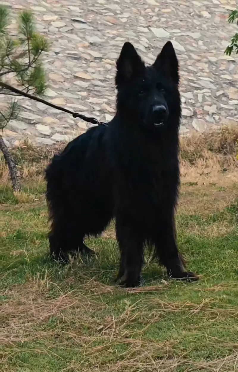 German shepherd — photo 5