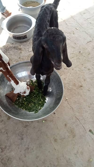 3 Goats for sale