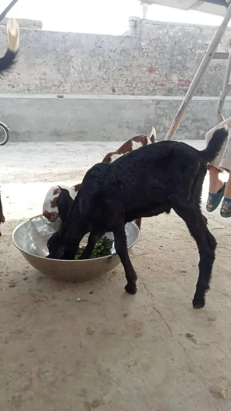 3 Goats for sale — photo 2