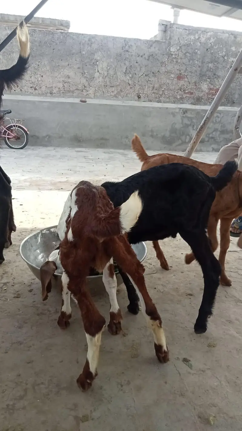 3 Goats for sale — photo 3