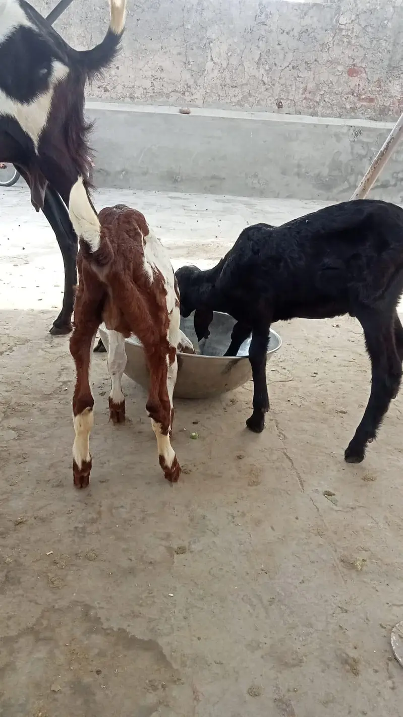 3 Goats for sale — photo 4