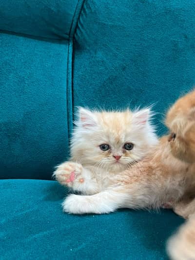 persian kitten /cute kitten | triple coated/ punch face_cute cat