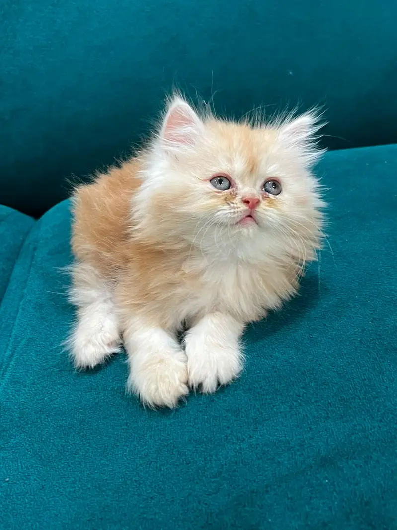 persian kitten /cute kitten | triple coated/ punch face_cute cat — photo 2