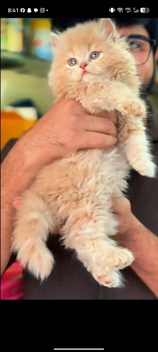 persian kitten /cute kitten | triple coated/ punch face_cute cat — photo 3