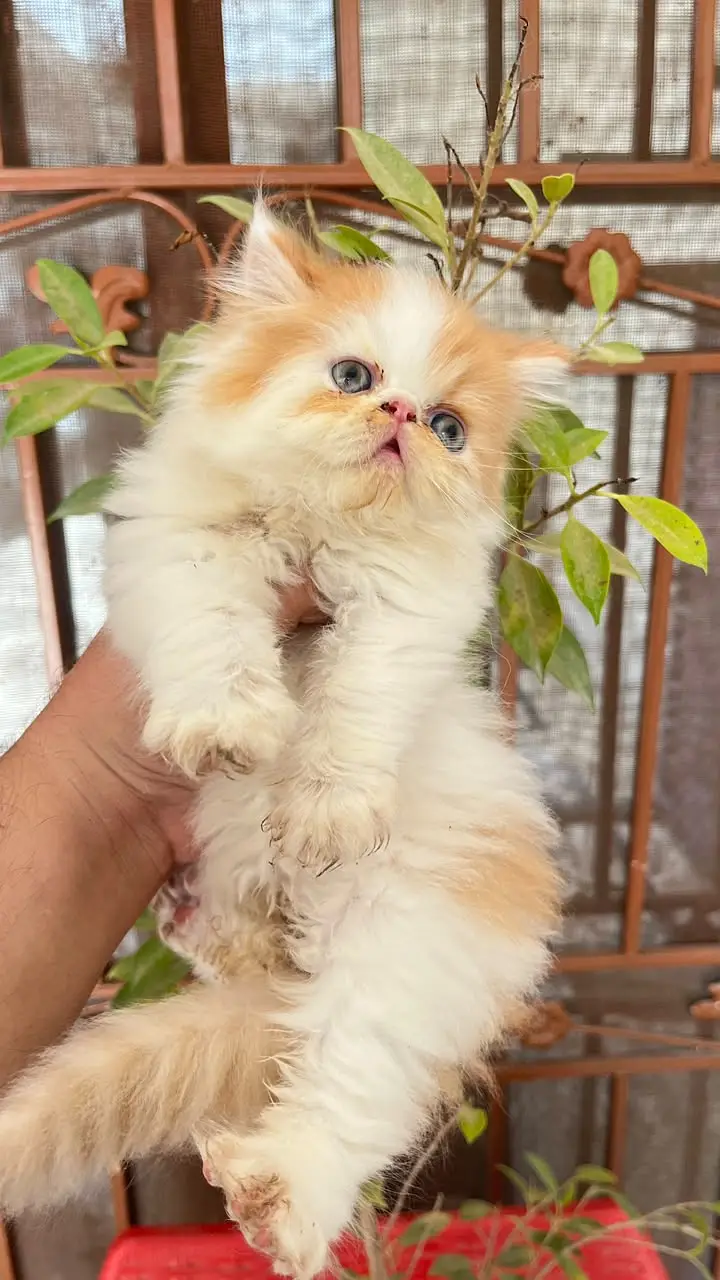 persian kitten /cute kitten | triple coated/ punch face_cute cat — photo 4
