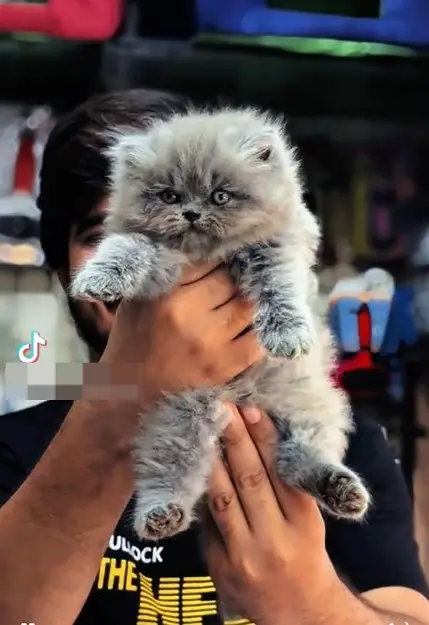 persian kitten /cute kitten | triple coated/ punch face_cute cat — photo 5