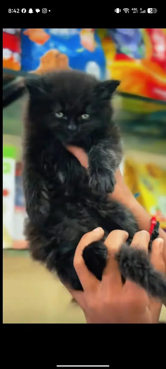 persian kitten /cute kitten | triple coated/ punch face_cute cat — photo 6
