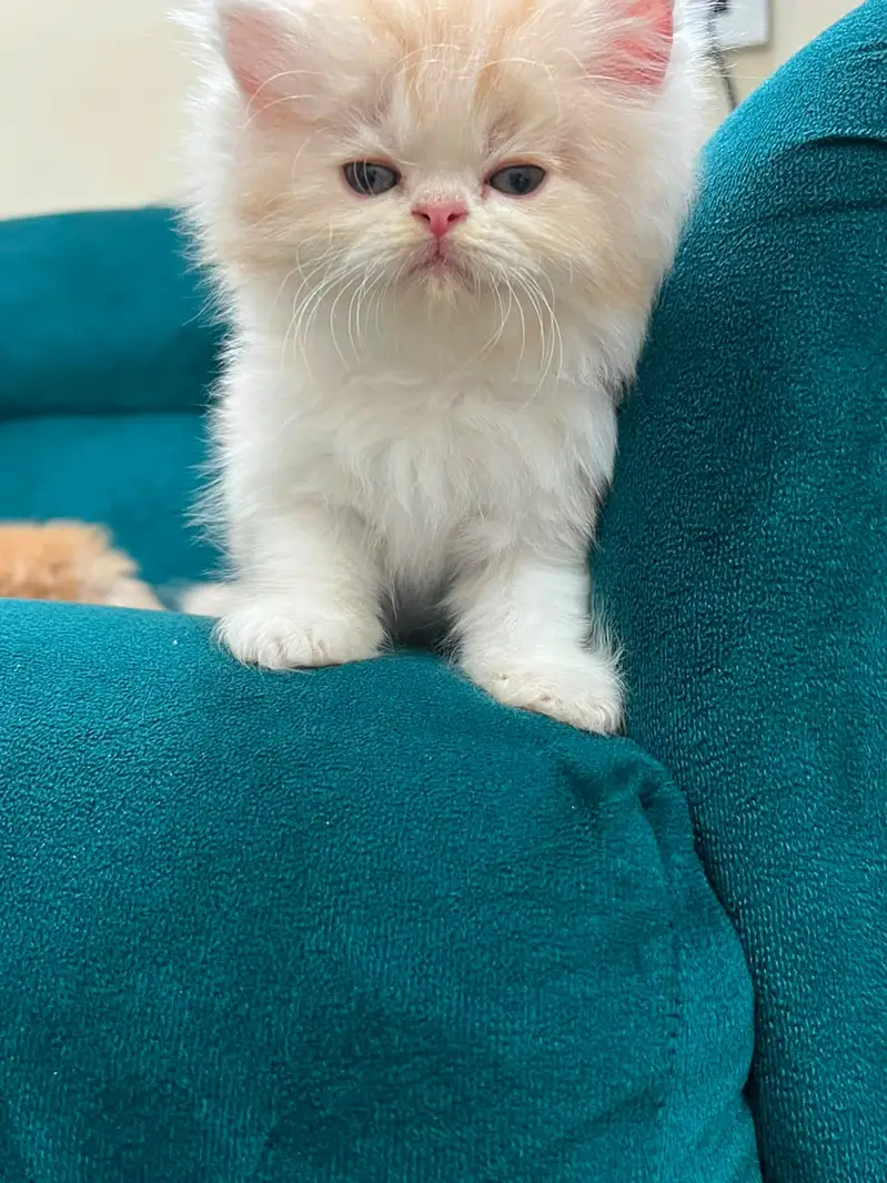 persian kitten /cute kitten | triple coated/ punch face_cute cat — photo 7