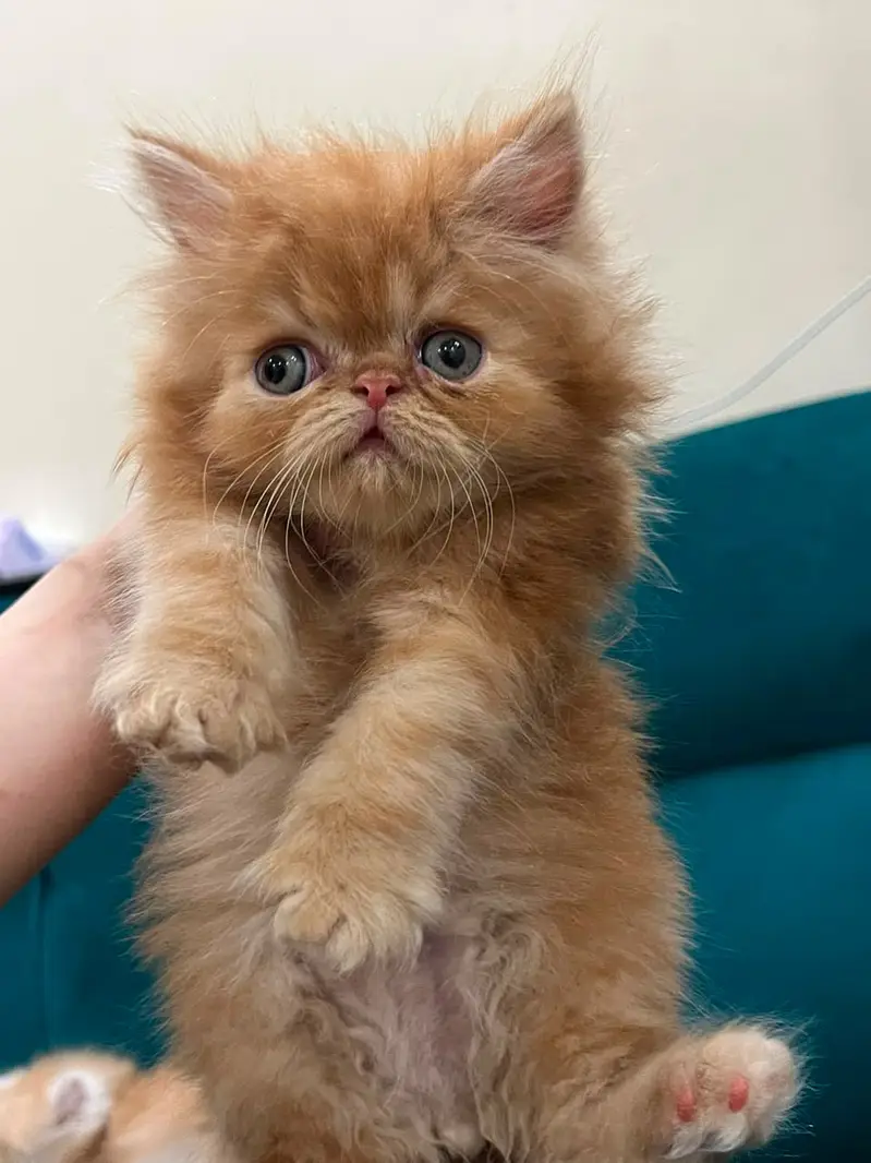 persian kitten /cute kitten | triple coated/ punch face_cute cat — photo 12