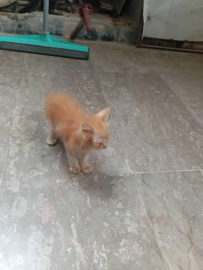 parsian kittens 03343807662