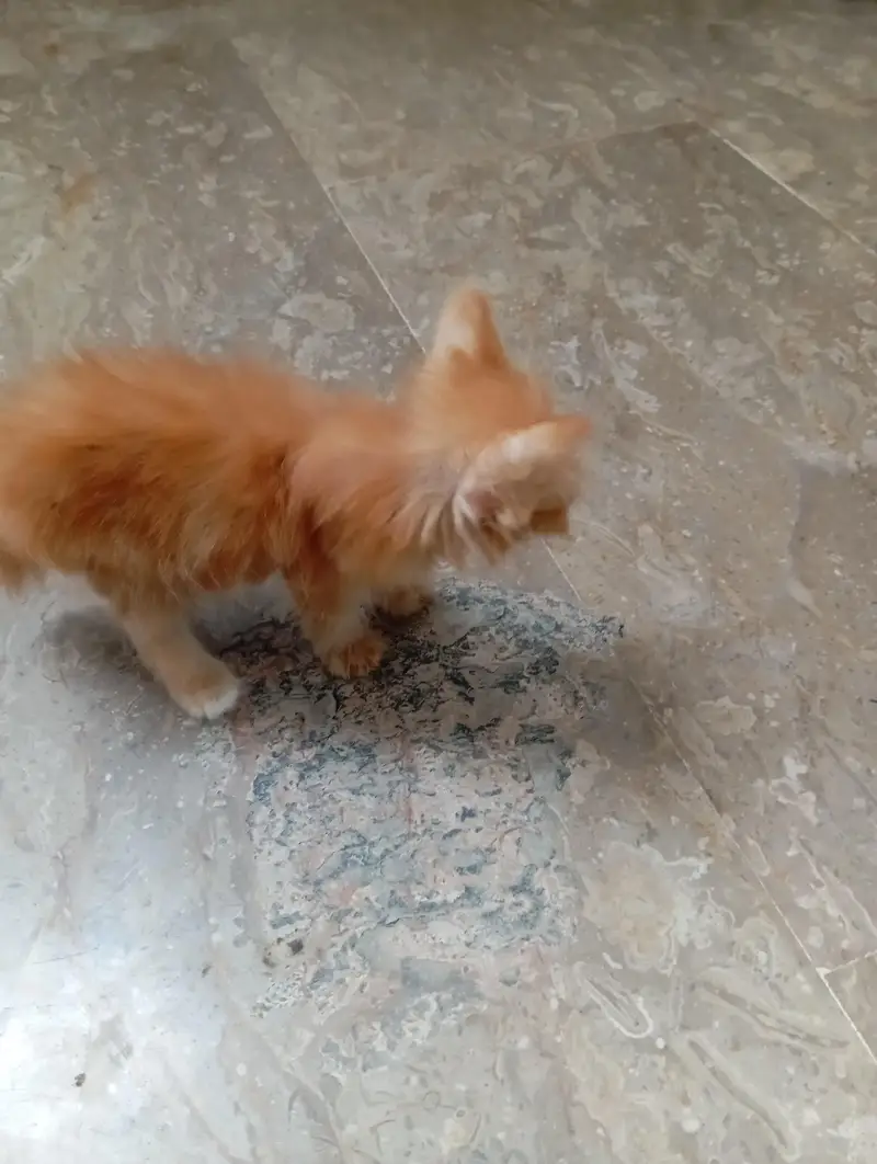 parsian kittens 03343807662 — photo 2