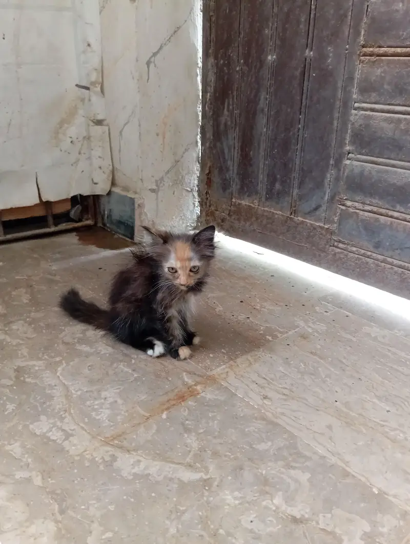 parsian kittens 03343807662 — photo 3