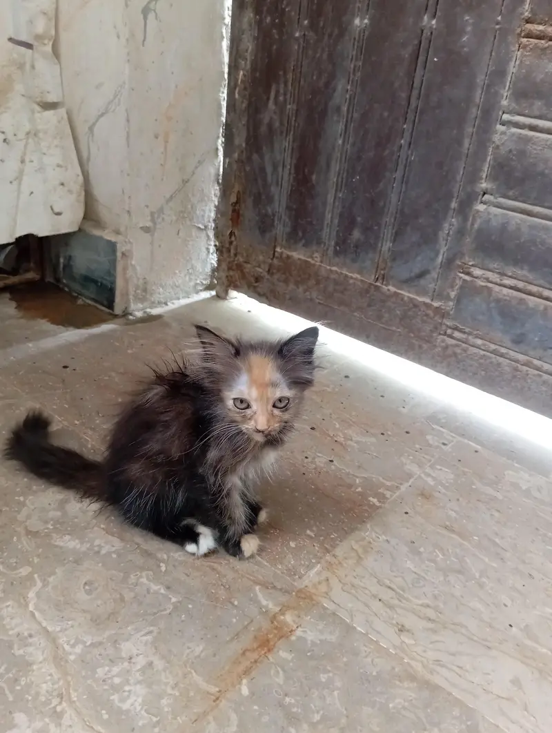 parsian kittens 03343807662 — photo 4