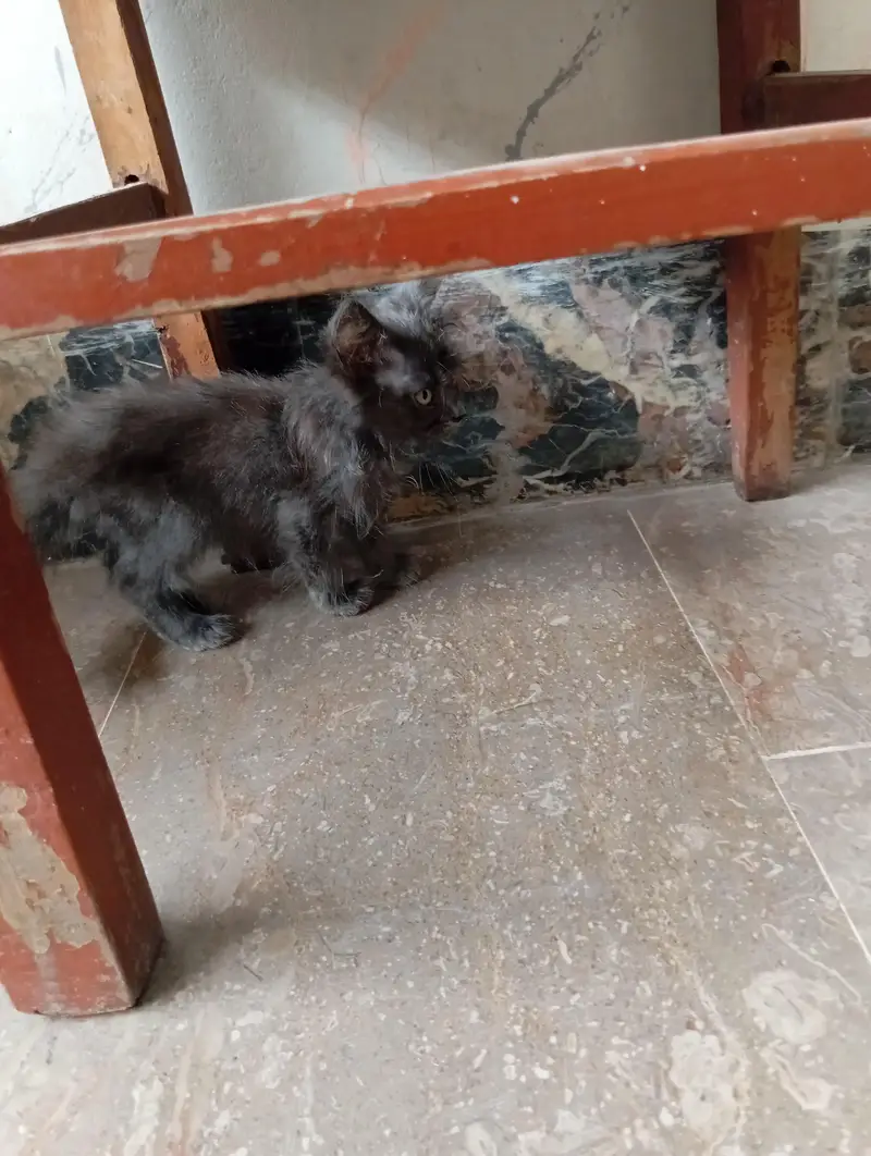 parsian kittens 03343807662 — photo 5