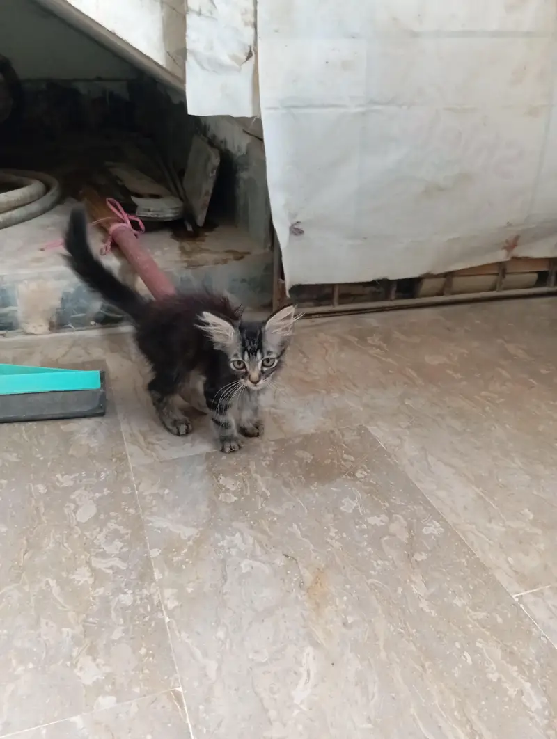parsian kittens 03343807662 — photo 6