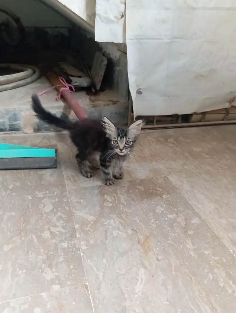parsian kittens 03343807662 — photo 7