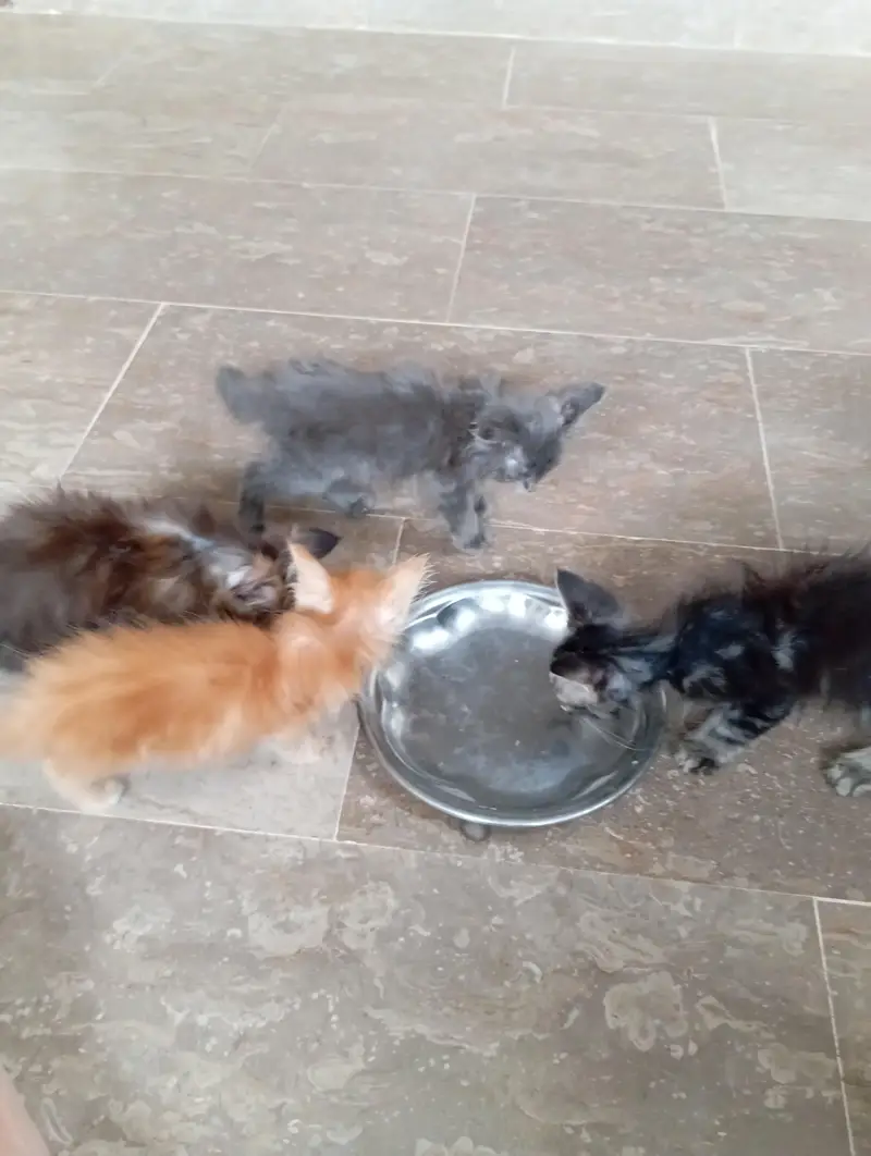 parsian kittens 03343807662 — photo 8