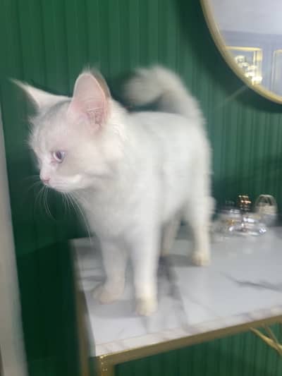 Persion cat for sale soo loving