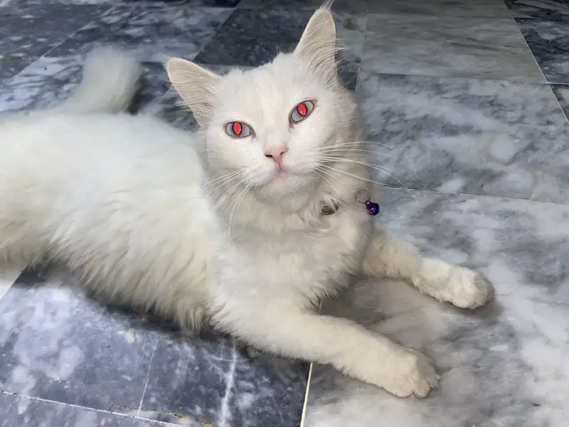 Persion cat for sale soo loving — photo 2